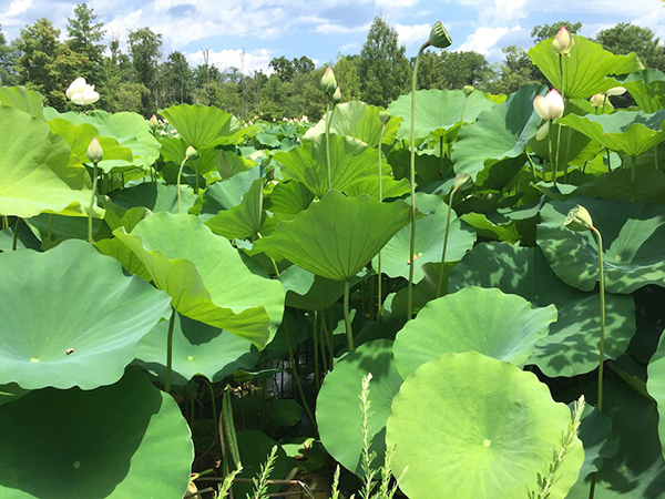 Green fronds in the garden