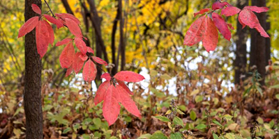 Reconnecting to What Heals: A Conversation with Robert Zarr