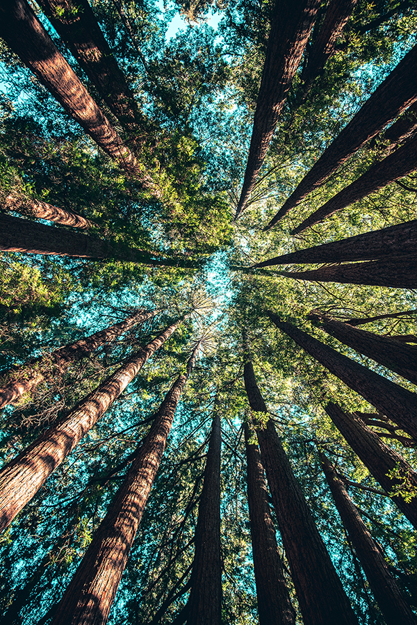 Trees looking up into the sky
